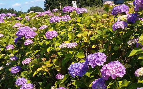 あじさいの花